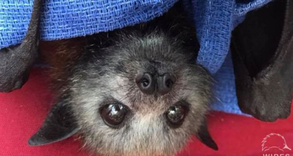 สัตว์ต่างๆ ในประเทศออสเตรเลียเผชิญหน้าความทรมานกับอากาศร้อน