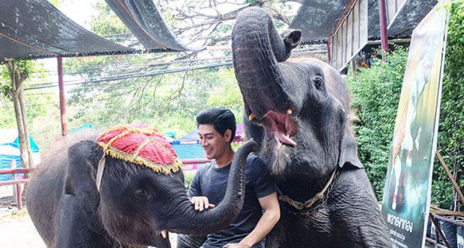 "มังกร" วอน "รักช้าง อย่าฆ่าช้าง" เนื่องในวันช้างไทย
