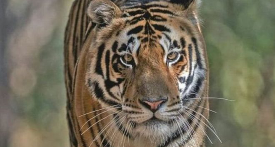 อินเดียเคลื่อนย้ายเสือหนักเกือบ 200 กก.ไปที่อยู่ใหม่อย่างไร ?