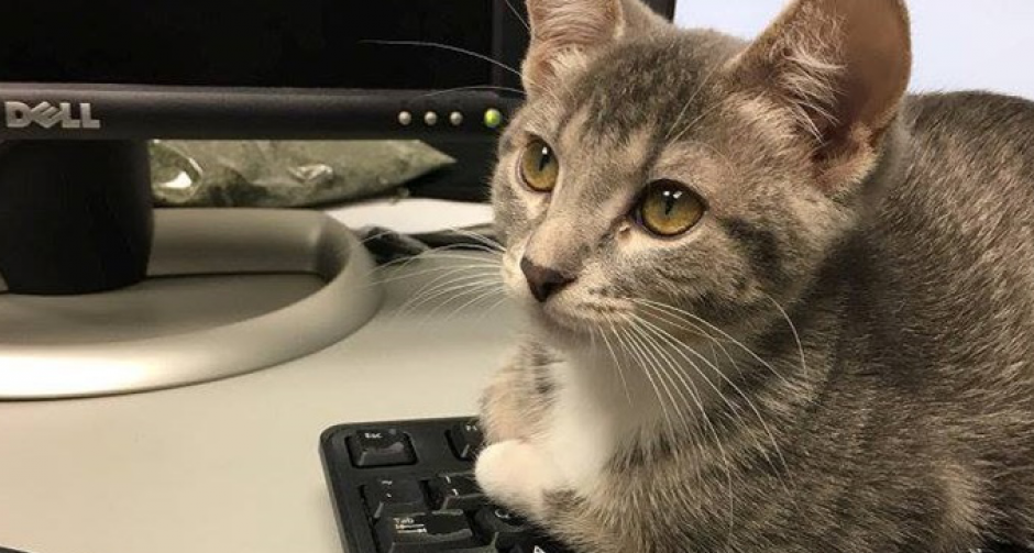 เจ้าเหมียวได้เป็น “แมวตำรวจ” หลังชาวเน็ตสนับสนุนอย่างล้นหลาม