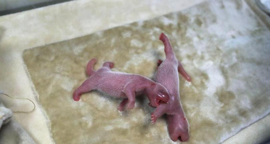 พาชมลูกแพนด้าฝาแฝด ที่เมืองเฉิงตู