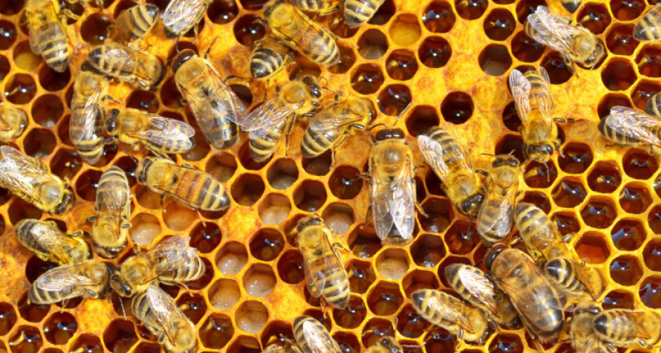 ' ผึ้ง ' นั้้นสำคัญไฉน ???? 