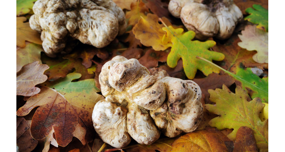 ห้องอาหารเอเลเมนท์ (Elements)  แนะนำอาหารจานพิเศษปรุงจากเห็ดทรัฟเฟิลขาวนำเข้าจากอิตาลี