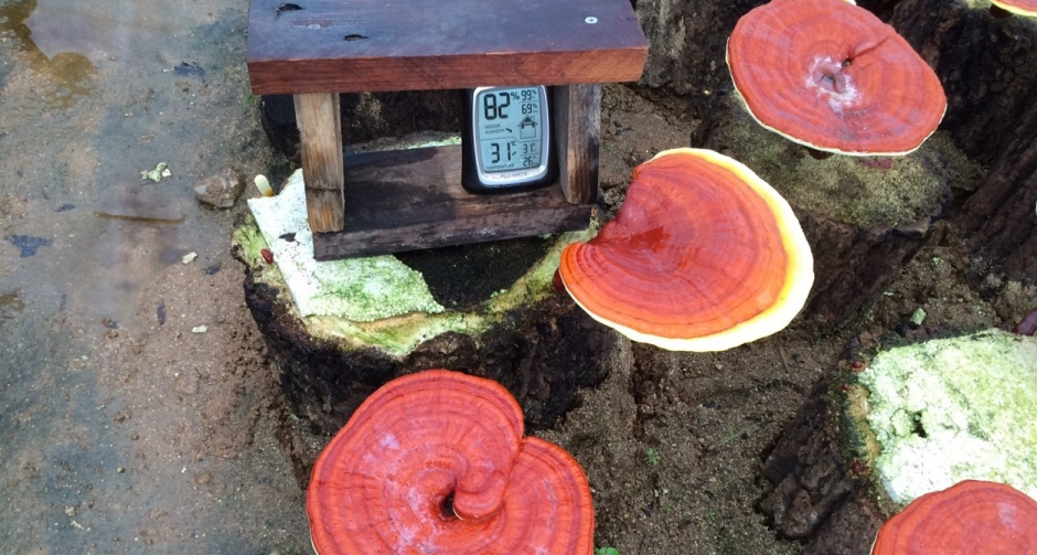 “เห็ดหลินจือแดง - โสม” ราชาสมุนไพร ในยุค 4.0