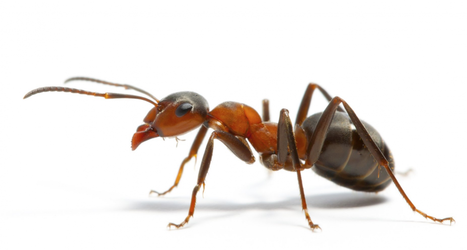 ถ้าเราเอา “มด” เข้าไมโครเวฟ … มันจะไม่ตาย 