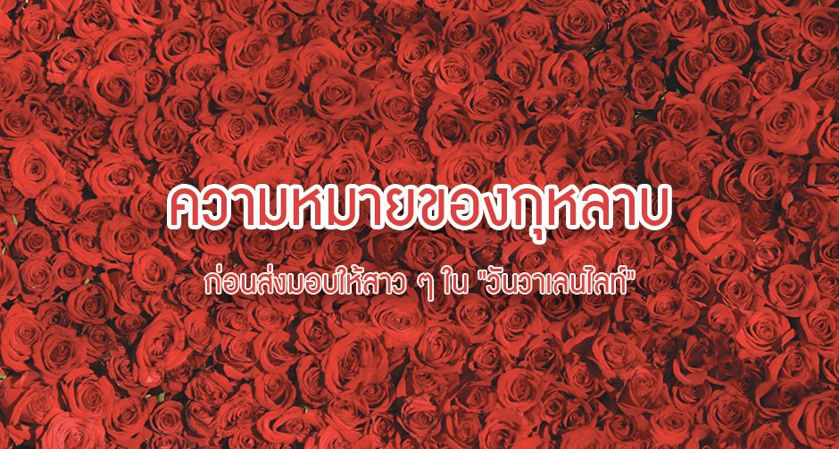 ความหมายของกุหลาบ ก่อนส่งมอบให้สาว ๆ ใน "วันวาเลนไลท์"