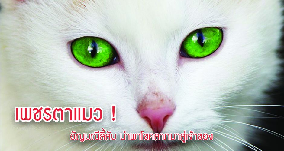 เพชรตาแมว อัญมณีลี้ลับ นำพาโชคลาภมาสู่เจ้าของ 