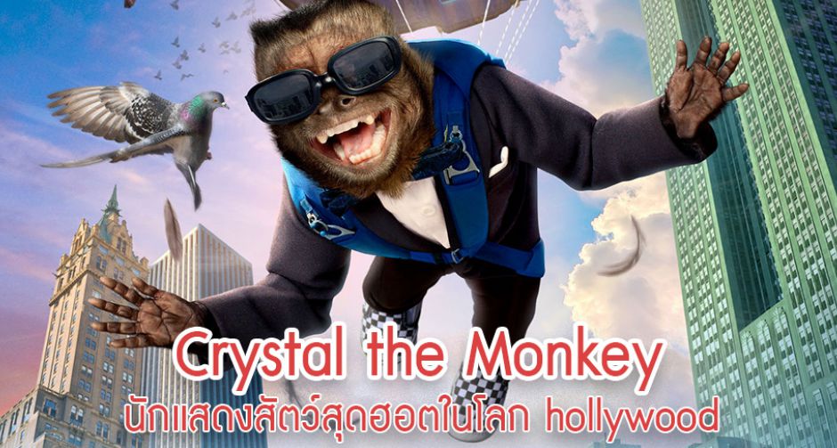 "Crystal the Monkey" แองเจลีน่า โจลี่ของนักแสดงสัตว์ในโลกฮอลลีวูด