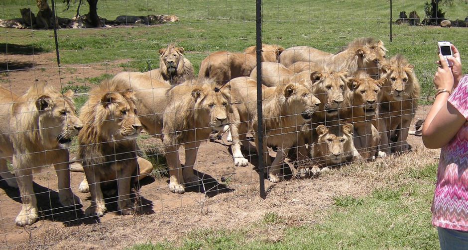 รักษาหรือทำลาย : เมื่อการแพทย์แผนโบราณของเอเชีย ร่วมกระตุ้นการลักลอบค้าเสือ!