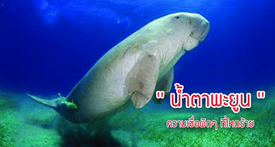 ' น้ำตาพะยูน ' ความเชื่อผิดๆ ที่โหดร้าย