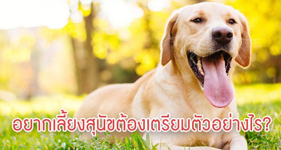 อยากเลี้ยงสุนัขซักตัวต้องเจอกับอะไรบ้าง?