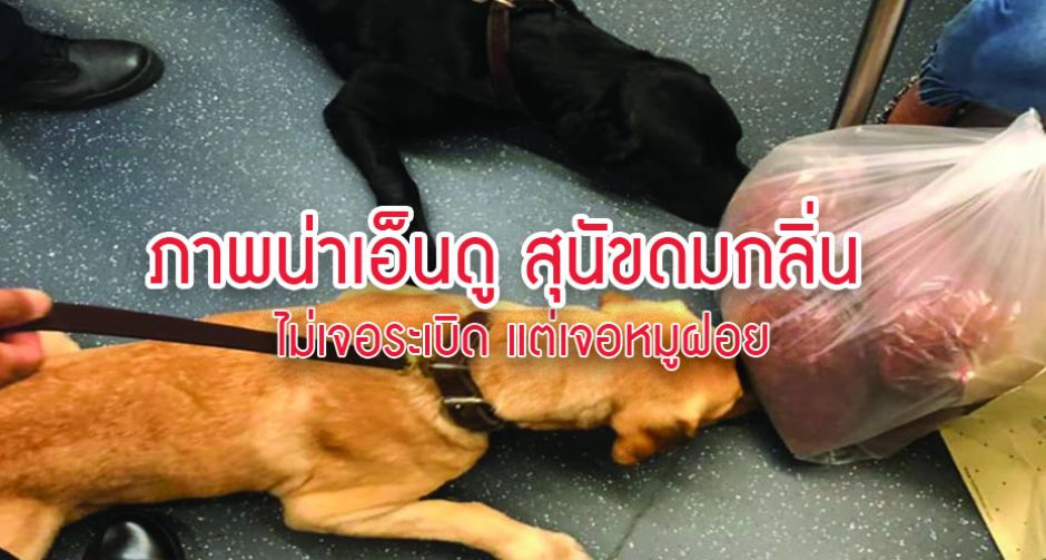 ขอเช็กหน่อย ภาพน่าเอ็นดู สุนัขดมกลิ่น ไม่เจอระเบิด แต่เจอหมูฝอย