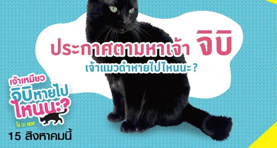 ต้อนรับวันแมวโลก มารู้จักเจ้าเหมียว จิบิ แมวดำขี้น้อยใจ ที่จะมาเรียกน้ำตาผู้ชมใน Only The Cat Knows