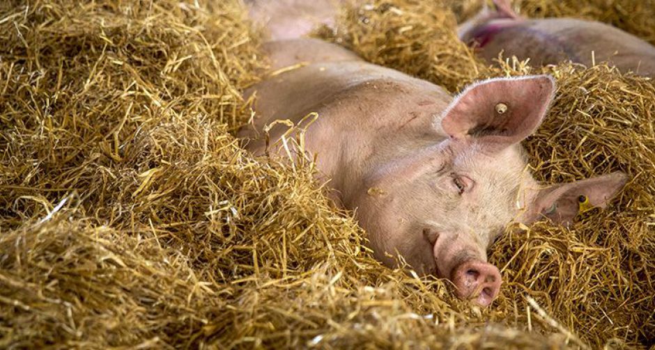 องค์กรพิทักษ์สัตว์แห่งโลก ร่วมยินดีกับก้าวสำคัญของซูเปอร์มาร์เก็ตรายใหญ่ของไทย ที่ร่วมยุติความทรมานของแม่หมูในกรงขัง