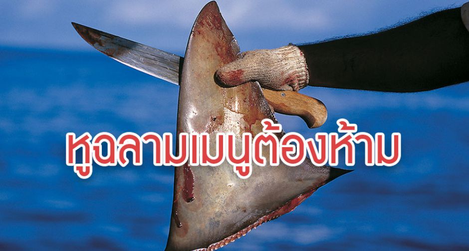 5 เหตุผลที่หูฉลามคืออาหารต้องห้ามไม่ควรทาน
