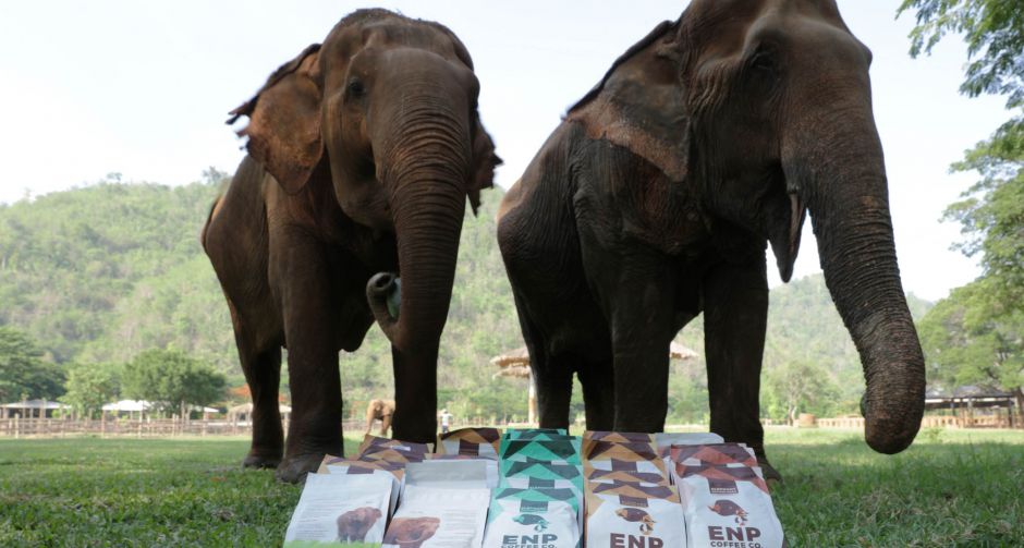 ลาซาด้าดึงไลฟ์สตรีมหนุนศูนย์บริบาลช้าง Elephant Nature Park  ช่วยช้างไทยฝ่าวิกฤตโควิด-19