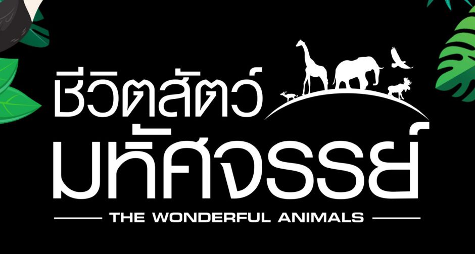  ช่อง 9 จัดรายการน้ำดี เอาใจคนรักน้องสัตว์ ชมความคิ้วท์จากทุกมุมโลก ลงจอทุกเสาร์-อาทิตย์